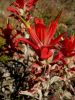 Indian Paintbrush